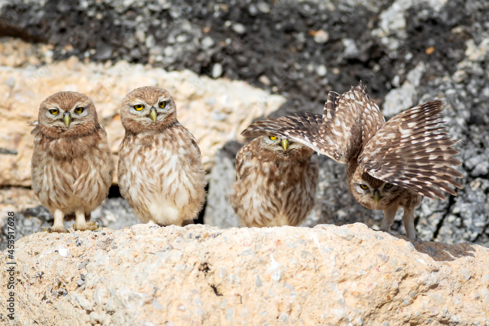 Little owls. Colorful nature background. Athene noctua. Little owls. Colorful nature background. Athene noctua.