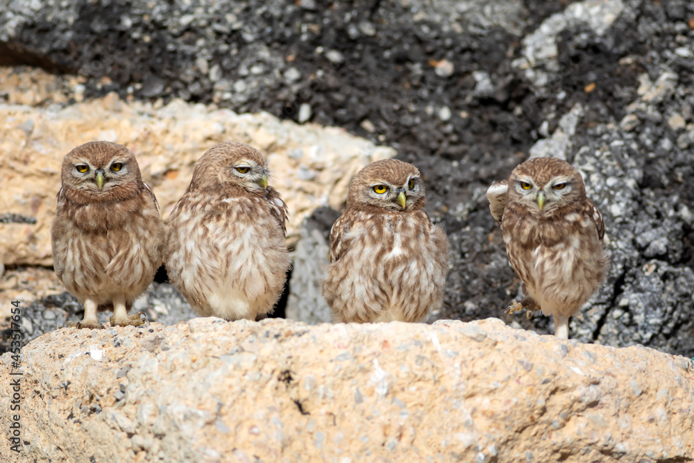Little owls. Colorful nature background. Athene noctua. Little owls. Colorful nature background. Athene noctua.
