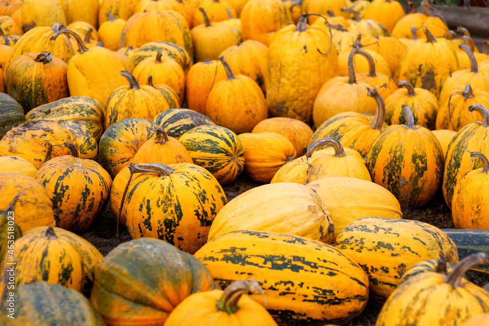 Defocus a lot of yellow and green pumpkin at outdoor farmers market. Colorful stripe and spot varieties of pumpkins and squashes.Pumpkin patch. Halloween and Thanksgiving holiday. Out of focus