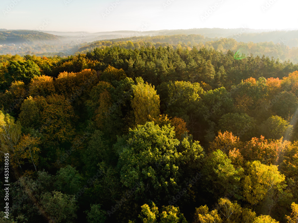 Obraz premium Aerial view of autumn forest with green and yellow trees. Mixed deciduous and coniferous forest. Beautiful fall scenery near Vilnius, Lithuania