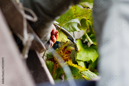 Defocus woman cutting bunch grape by scissors. Red wine grapes on vine in vineyard. Winemaker Harvesting Grapes. Female hands cutting grapes during the crop. Green leaves. Out of focus