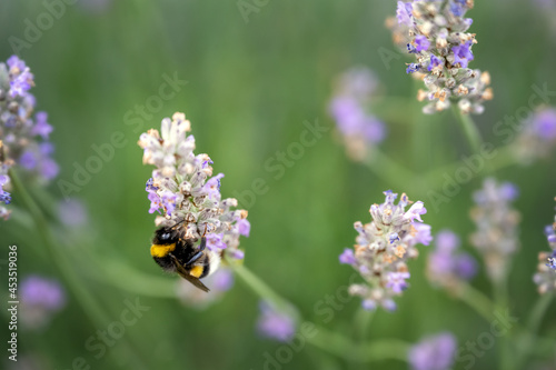 Beautiful bumblebee on a lavender in summer