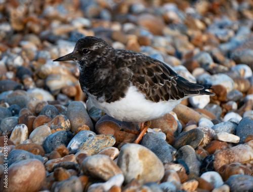 Turnstone © Mark