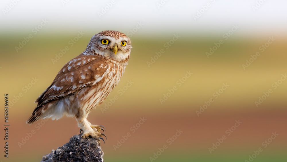 Obraz premium Little owl. Colorful nature background. Athene noctua. 