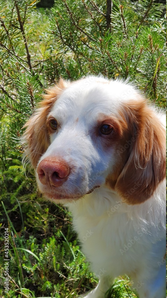 Alter Brittany dog (Bretonenspaniel) wirkt ein wenig traurig beim Gassi gehen in der Natur