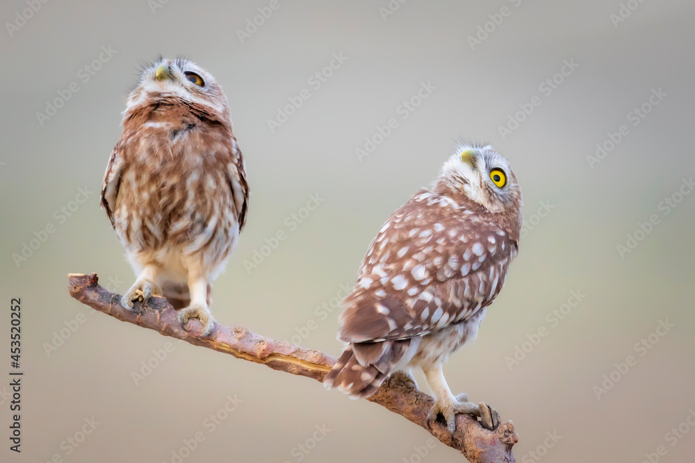 Obraz premium Little owls. Colorful nature background. Athene noctua. 