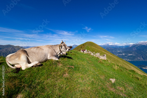 Cow grazing in the Italian alps © Nikokvfrmoto