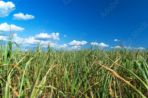 Russian field with green and dry leaves of fodder corn in daylight. Blue sky with clouds. Green and dry corn leaves. Close-up.