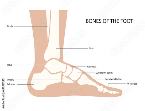Foot bones anatomy