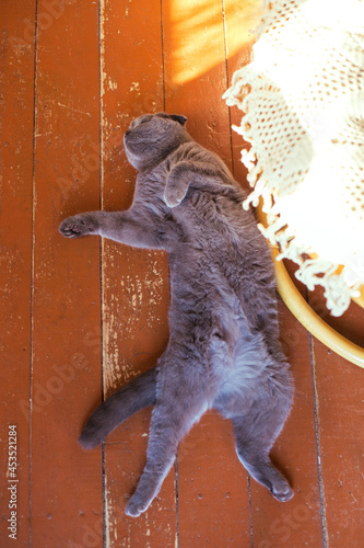 Gray cat stretched out on the floor