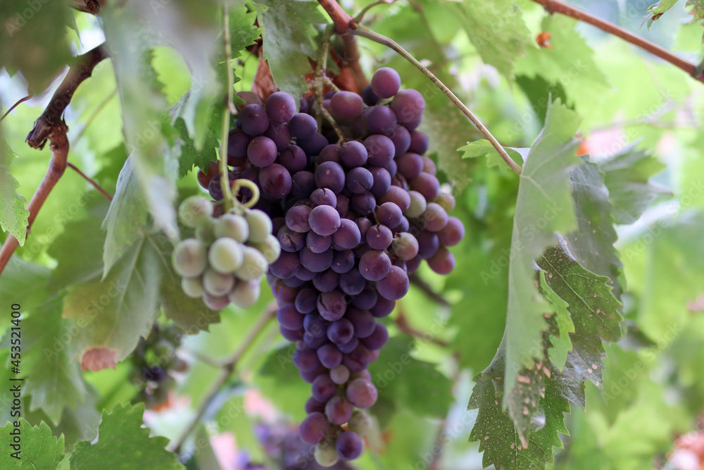 Purple grapes on the vine in a vineyard on an autumn sunny day. Close up, selective focus and copy space