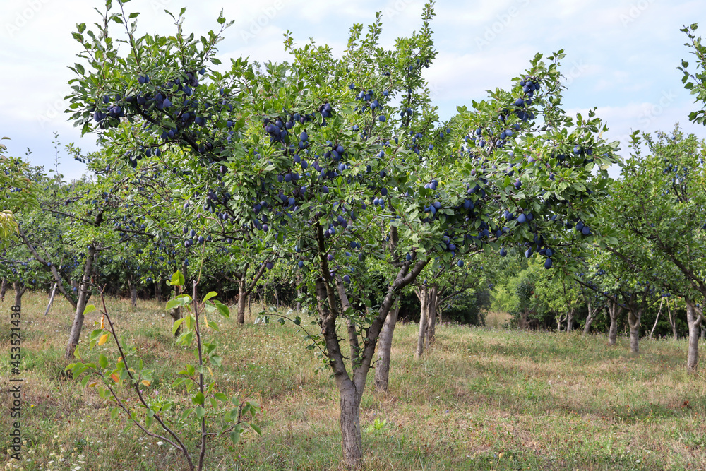 Big plum trees with ripe blue plums fruits in the orchard on a sunny summer day. Natural background with copy space