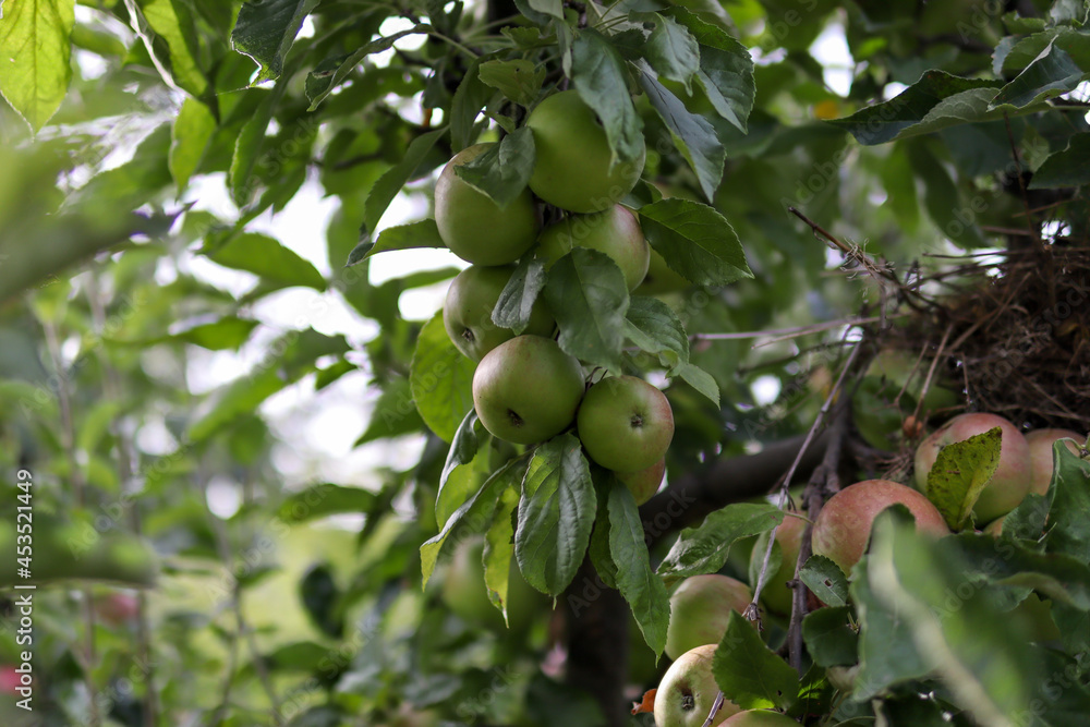 Green apples on a tree branch in an orchard on a sunny summer day. Close up, selective focus and copy space