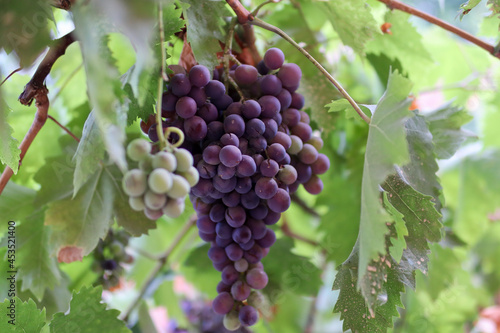 Wallpaper Mural Purple grapes on the vine in a vineyard on an autumn sunny day. Close up, selective focus and copy space Torontodigital.ca