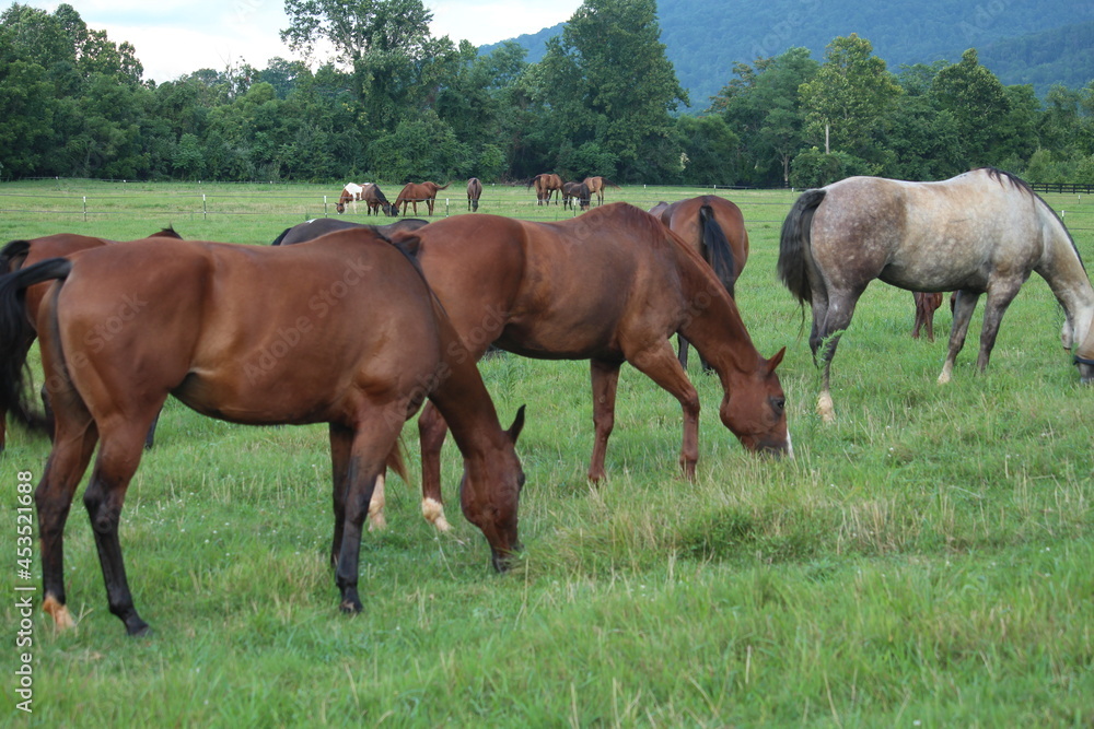 Horses grazing