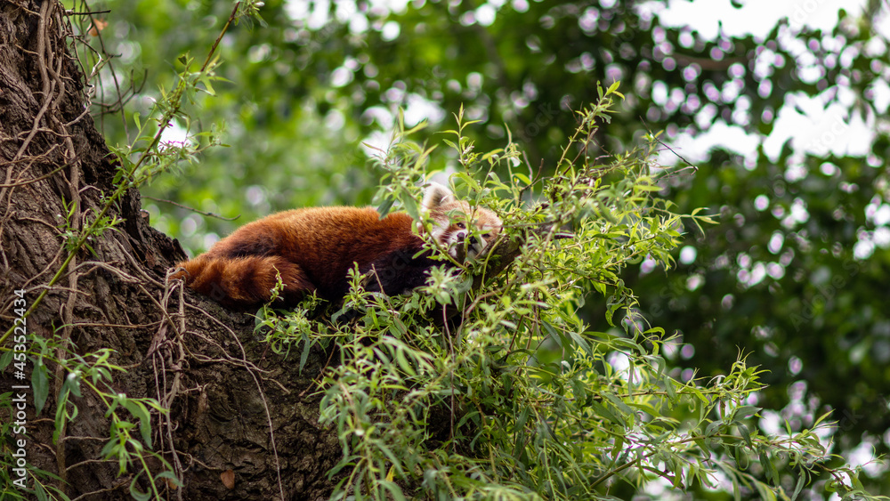 red panda in the forest