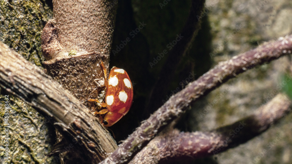 ladybug on a branch