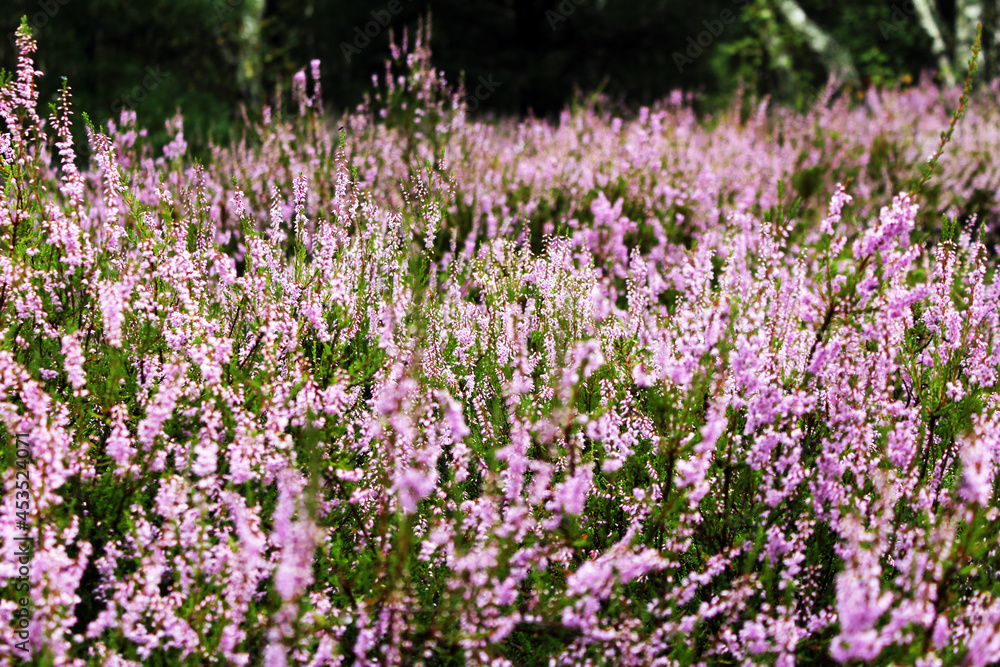 field of heather