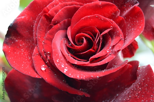 Fototapeta Naklejka Na Ścianę i Meble -  Macro image of dark red rose with water droplets. Extreme close-up with shallow dof.