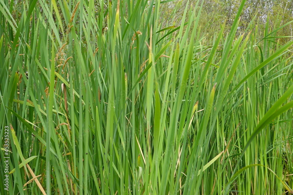 Fototapeta premium Typha latifolia (broadleaf cattail, bulrush, common bulrush, common cattail, cat-o'-nine-tails, great reedmace, cooper's reed, cumbungi) is a perennial herbaceous plant in the genus Typha.