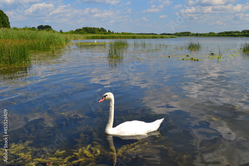 Fototapeta Naklejka Na Ścianę i Meble -  Graceful white Swan swimming in the lake, swans in the wild. Portrait of a white swan swimming on a lake. The mute swan, latin name Cygnus olor.