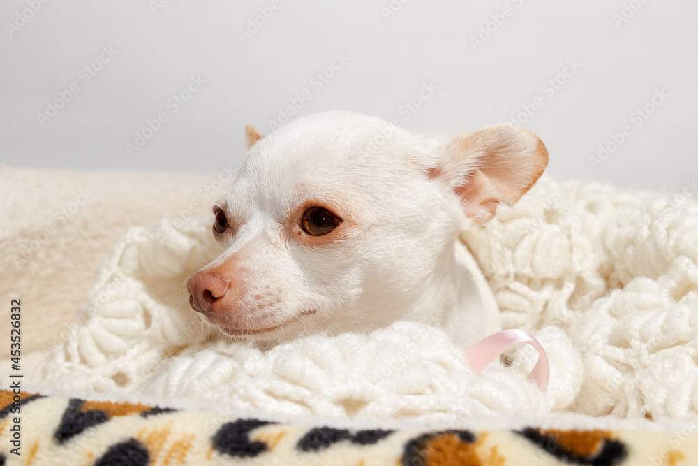 chihuahua descanso cafe cama cobijada chihuahua descanso cafe cama cobijada