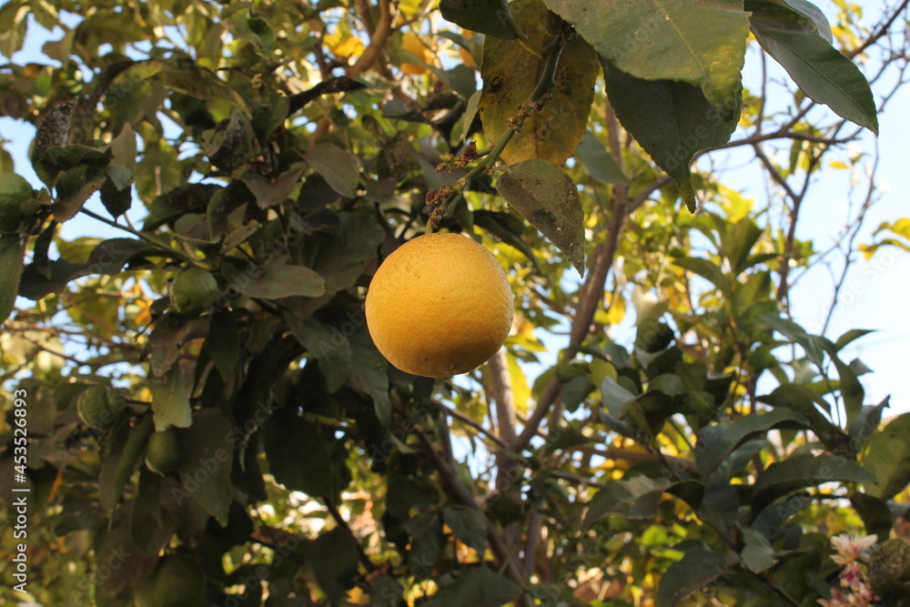 different fruits of oranges on a tree