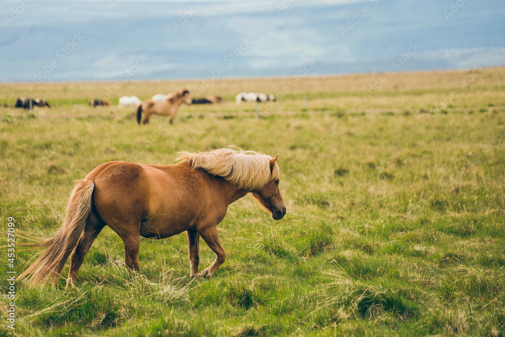 Fototapeta premium Iceland wild horse