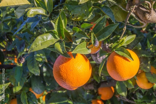 different fruits of oranges on a tree