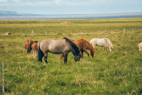 Iceland wild horse © Martin