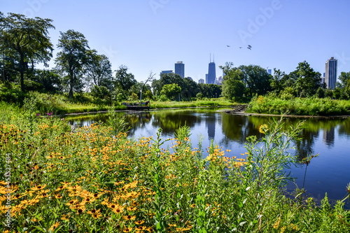 city skyline from the park in summer