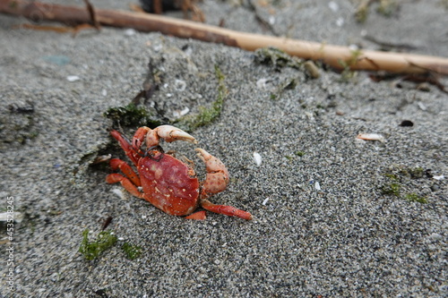 Dead Crabs all Over the Beach at Pacific Beach.