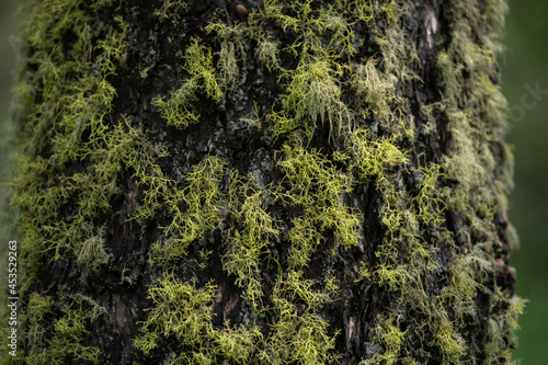 Close Up of Moss On Tree Bark © kellyvandellen