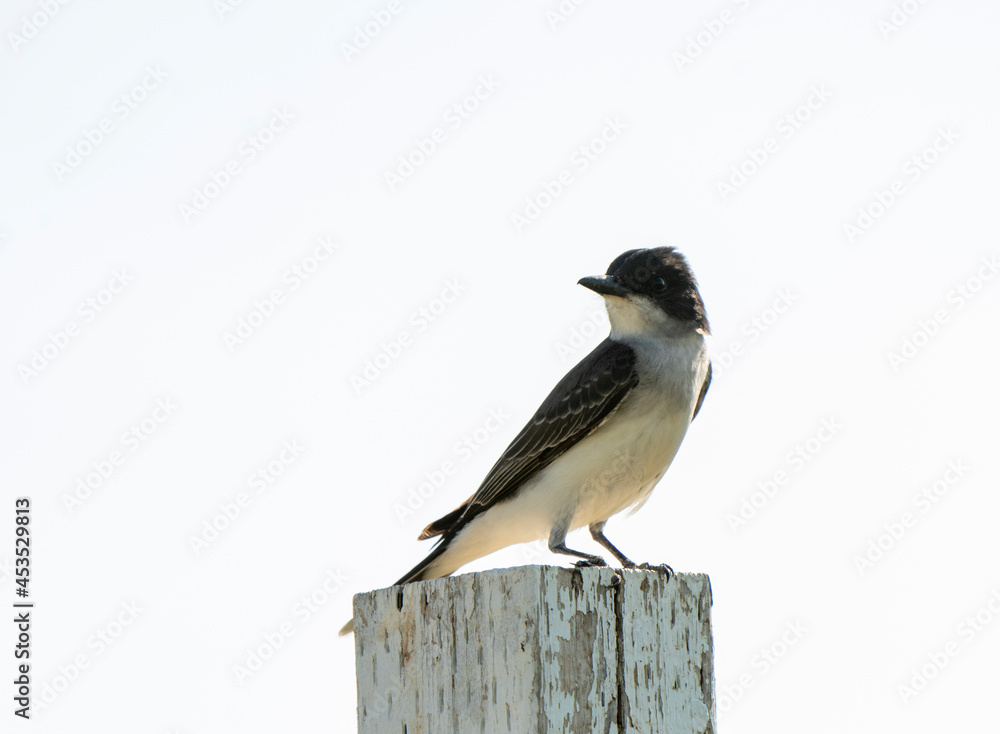Obraz premium Tree Swallow at Sunset