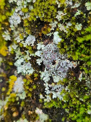 lichen on tree bark