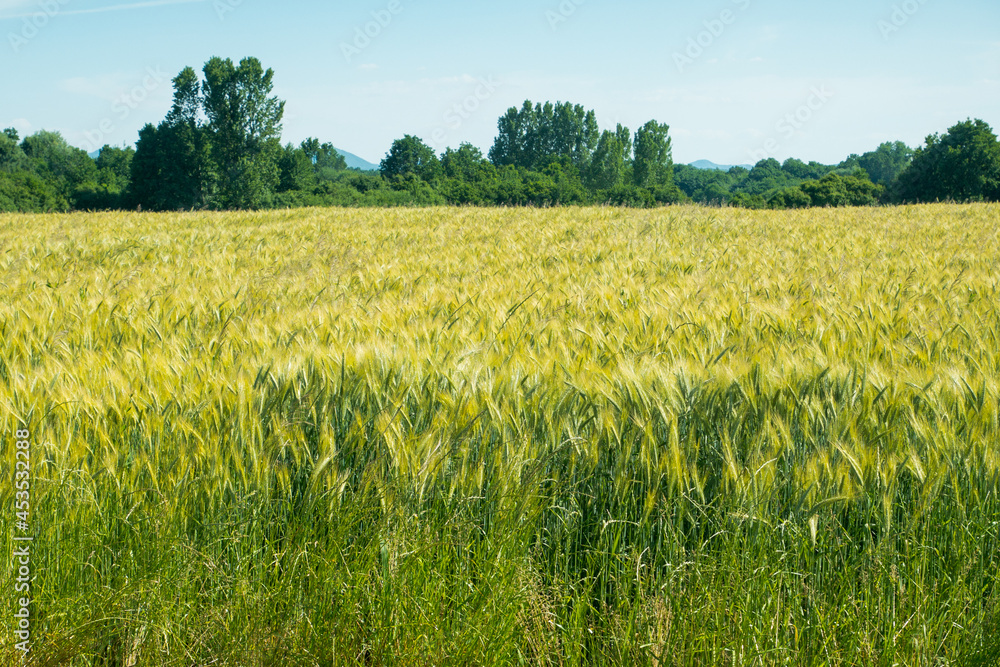 Green wheat field in the morning Green wheat field in the morning