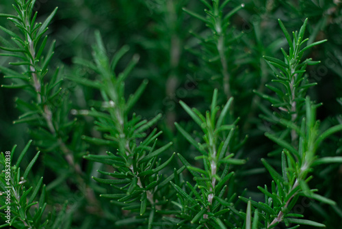 beautiful green rosemary plant outdoors