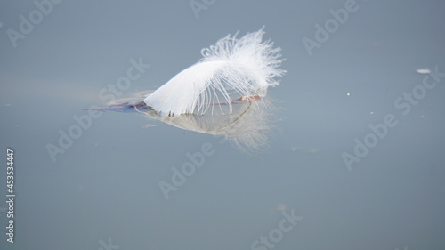 Feather floating on the water. Lost of a birds feather suit, abandoned and alone. Light and weightless.