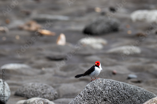Red Bird in Waipio Valley photo