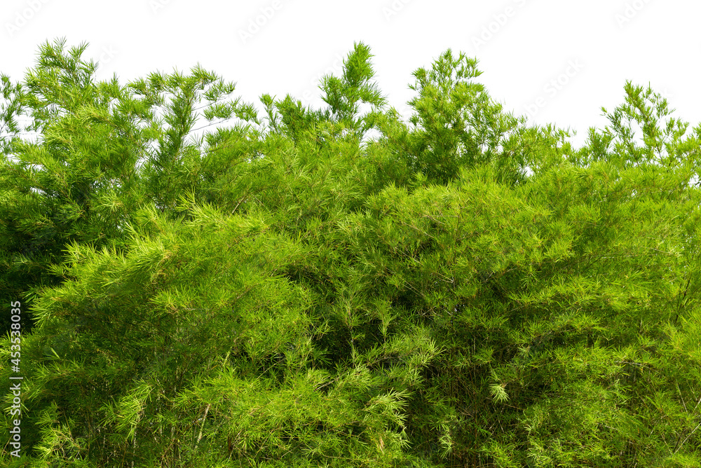 Bamboo leaves isolated on white background, design for border, include clipping path Bamboo leaves isolated on white background, design for border, include clipping path
