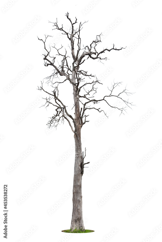 Dead tree with clipping path isolated on white background. Dead tree with clipping path isolated on white background.