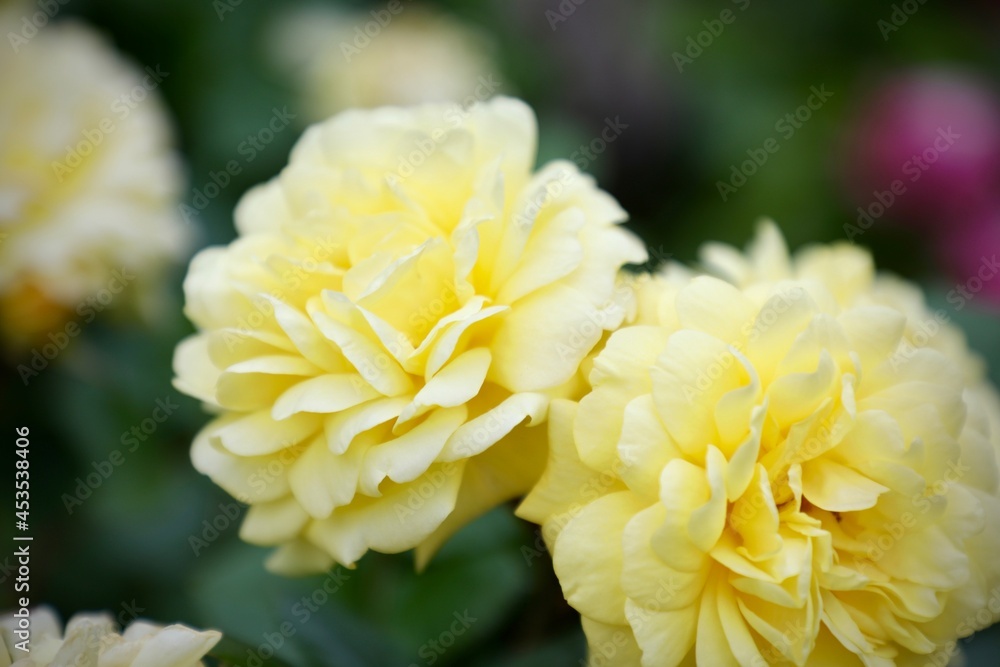 黄色い薔薇 黄色い薔薇