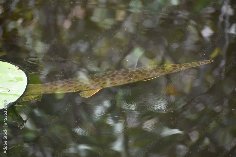 Ταπετσαρία Alligator gar swimming in clear swamp water