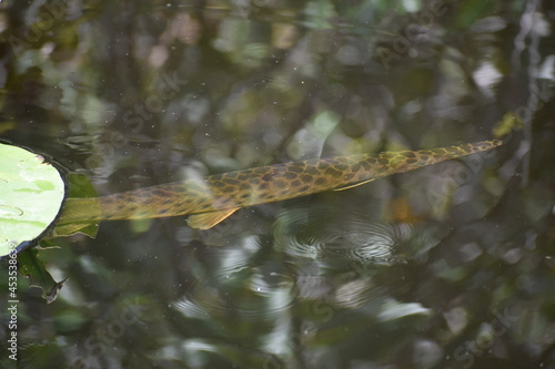 Φωτογραφία Alligator gar swimming in clear swamp water