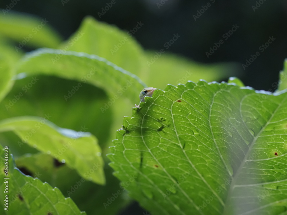 Anole Peeking around leaf Anole Peeking around leaf