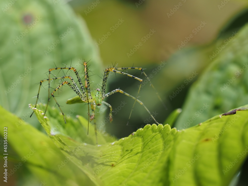 spider on a leaf