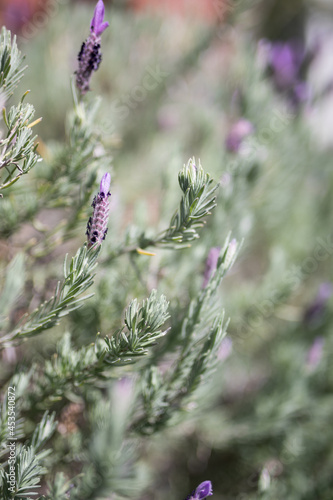 Lavender plant