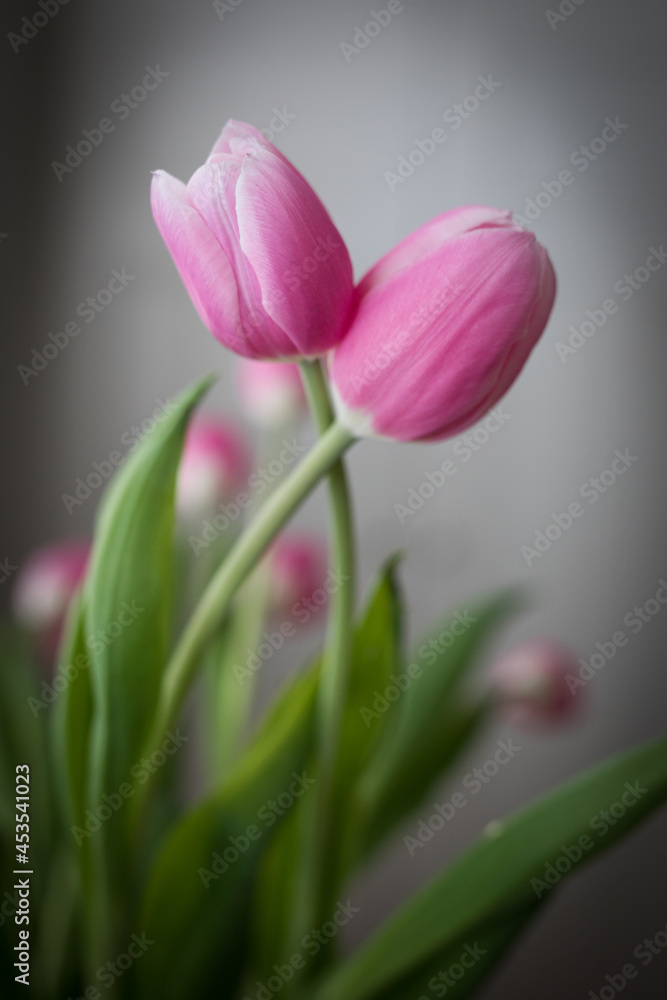 Naklejka premium Tulips