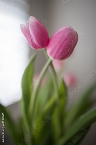 Fototapeta Naklejka Na Ścianę i Meble -  Tulips