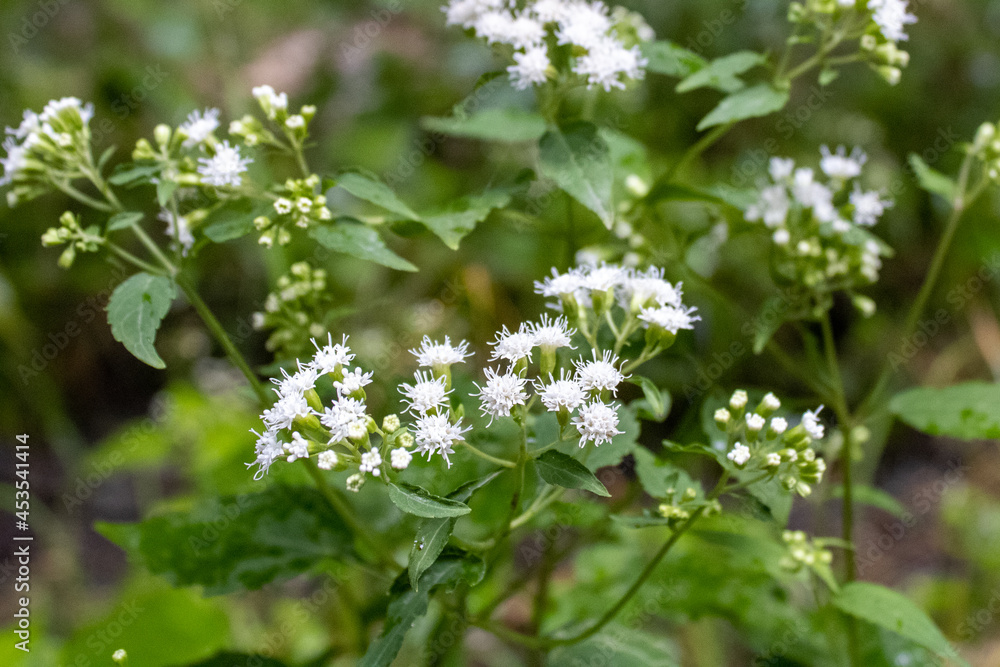 Fototapeta premium white flowers in the garden